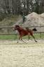 Veulen (ml) Franse rijpony PFS Te koop 2025 Donker bruin / bai ,  Jogry d&rsquo;Odival