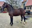 Te koop: Machiavelli &ndash; jonge Groninger hengst 