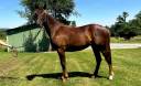 Merrie Franse rijpony PFS Te koop 2025 Koffie vos ,  A FLY STAR DES HOUX