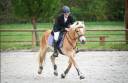 Ruin Haflinger Te koop 2017 Vos