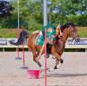 Merrie Belgische pony Te koop 2014 Donker bruin / bai