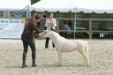 Merrie American Walking Te koop 2022 Palomino ,  Natsir Echo