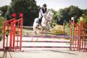 Merrie Franse rijpony PFS Te koop 2016 Schimmel ,  Qredo des islots