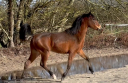 Merrie Franse rijpony PFS Te koop 2024 Donker bruin / bai ,  RM MOST BEAUTIFULL BOY