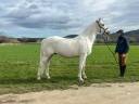 Ruin Lipizzan Te koop 2014 Wit