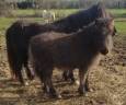 Veulen (vr) Bekend ras Te koop 2025 Zwart ,  SLOUP STARQUETAN