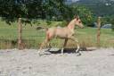 Veulen (vr) Franse rijpony PFS Te koop 2025 Wildkleur ,  Light Star de Florys