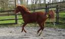 Merrie Franse rijpony PFS Te koop 2022 Vos ,  Goldwyn d&rsquo;embets