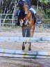 Ruin Welsh Pony (Section B) Te koop 2021 Donker bruin / bai