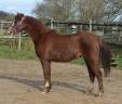 Merrie Welsh Pony (Section B) Te koop 2021 Koffie vos