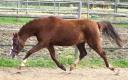 Merrie Welsh Pony (Section B) Te koop 2021 Koffie vos
