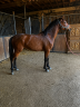 Veulen (ml) Franse rijpony PFS Te koop 2025 Donker bruin / bai ,  Galant de la tour