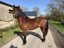 Ruin Franse rijpony PFS Te koop 2023 Donker bruin / bai ,  Crackboom des morlots