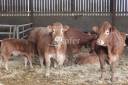 Schapen exploitatie Koop tarn