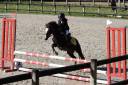Ruin Welsh Pony (Section B) Te koop 2020 Bruin / Bai ,  FLASH