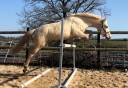 Ruin Bekend ras Te koop 2023 Palomino