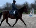 Merrie Andere pony rassen Te koop 2019 Donker bruin / bai
