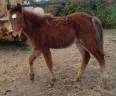 Veulen (ml) Franse rijpony PFS Te koop 2025 Donker bruin / bai ,  Virago d'Arquetan