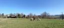 Eigenaren stal Koop Allier