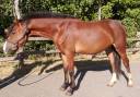 Hengst Welsh Partbred Te koop 2024 Donker bruin / bai ,  Cazador LS
