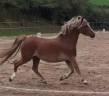 Draagmerrie Welsh Pony (Section A) Te koop 2015 Vos ,  VECHTZICHT'S HYWEL (NLD)