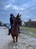 Ruin Franse rijpony PFS Te koop 2022 Vos