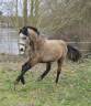 Hengst Franse rijpony PFS Te koop 2023 Isabel