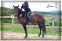Ruin Lusitano Te koop 2015 Bruin / Bai ,  VINHO MVP