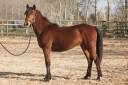Merrie New Forest Te koop 2024 Donker bruin / bai ,  L'ancelot du m&eacute;nage