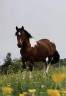 Merrie Andere pony rassen Te koop 2010 Bruin / Bai