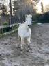 Merrie Andere pony rassen Half pension 2010 Schimmel