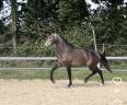 Ruin Lusitano Te koop 2023 Schimmel ,  Berlioz