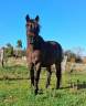 Ruin Ras onbekend Te koop 2007 Donker bruin / bai