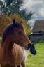 Hengst Franse rijpony PFS Te koop 2023 Donker bruin / bai ,  Ventra Terre Rislois