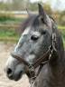 Merrie Franse rijpony PFS Te koop 2021 Schimmel ,  KLINDOEIL DU VERGER