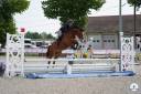 Ruin Franse rijpony PFS Te koop 2021 Donker bruin / bai ,  Eye Catcher de Lourcq