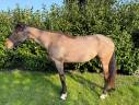Merrie Andere pony rassen Te koop 2019 Donker bruin / bai