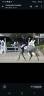 Ruin Andere pony rassen Te koop 2019 Schimmel