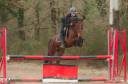 Ruin Franse rijpony PFS Te koop 2021 Donker bruin / bai ,  Champagne d&rsquo;AR cus