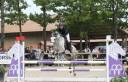 Merrie Belgische pony Te koop 2014 Schimmel ,  MACHNO CARWYN