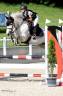 Merrie Andere pony rassen Te koop 2012 Schimmel