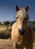 Merrie Haflinger Te koop 2014 Vos