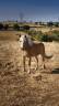 Merrie Haflinger Te koop 2015 Vos