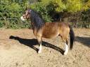 Ruin Welsh Pony (Section A) Te koop 2018 Isabel ,  Lovins Topthorn