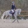 Ruin Franse rijpony PFS Te koop 2014 Schimmel