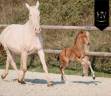 Veulen (ml) Lusitano Te koop 2026 Isabel ,  Rei Du Parc