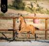 Veulen (ml) Lusitano Te koop 2026 Isabel ,  Rei Du Parc