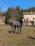 Hengst Welsh Partbred Te koop 2025 Schimmel