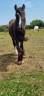 Ruin Andere pony rassen Te koop 2024 Zwart ,  FUNKY DU MEL (IC)