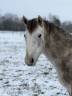 Hengst Franse rijpony PFS Te koop 2023 Schimmel